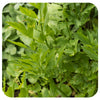 Lovage (Organic)