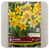 Daffodil 'Loveday' (Narcissus)