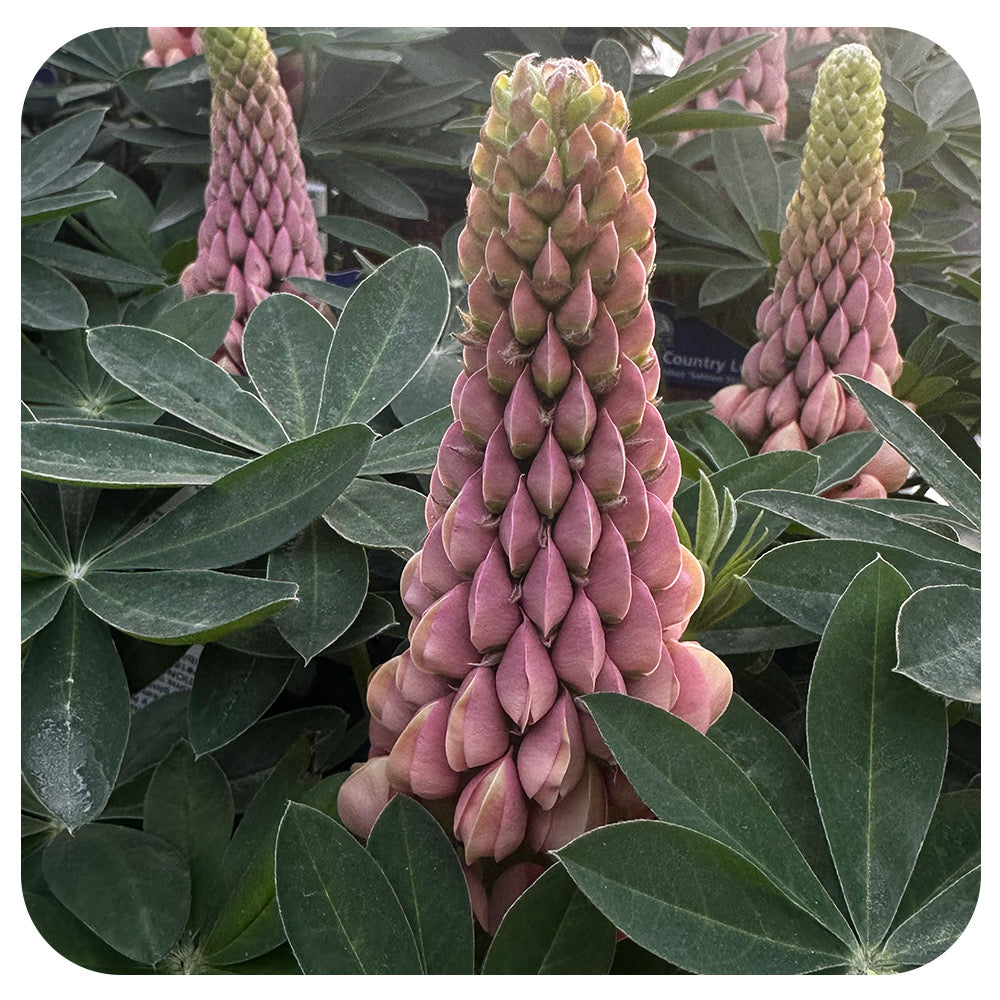Lupine ‘Salmon Star'