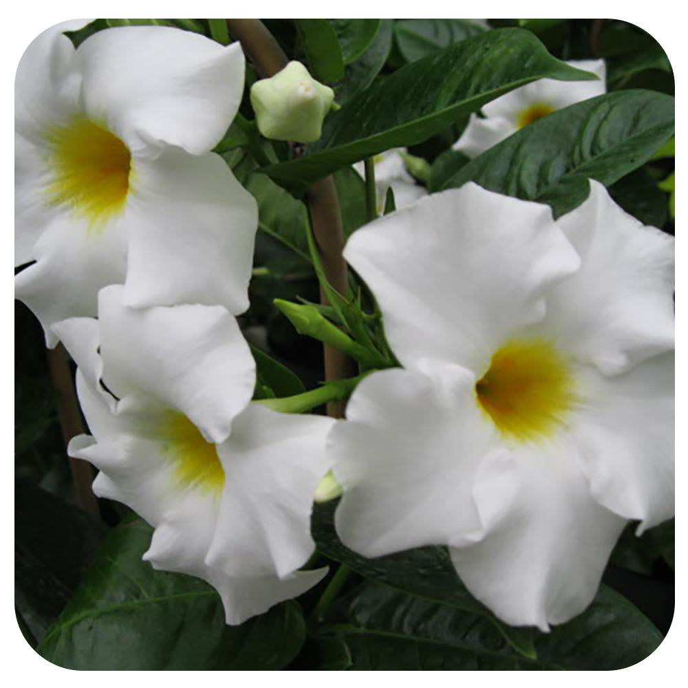 Mandevilla Hanging Basket