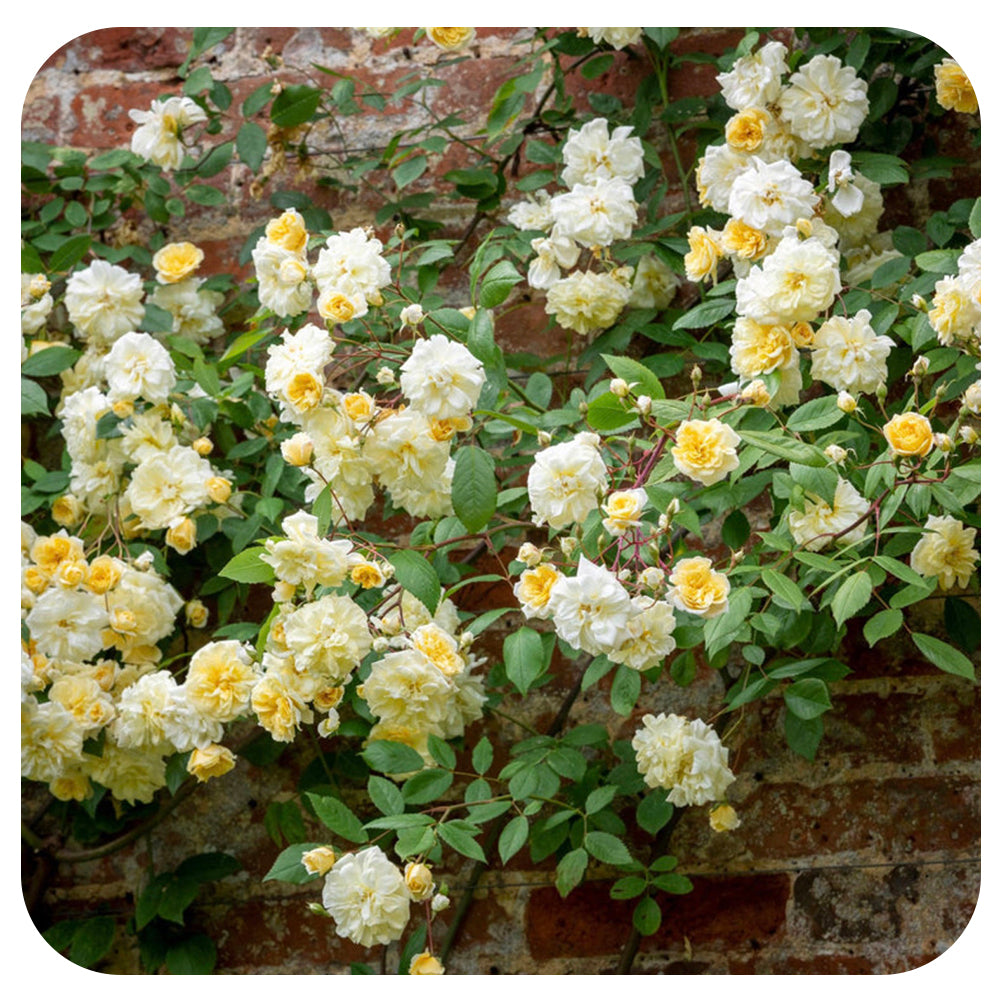 Malvern Hills Rose by David Austin (Climbing Rose)