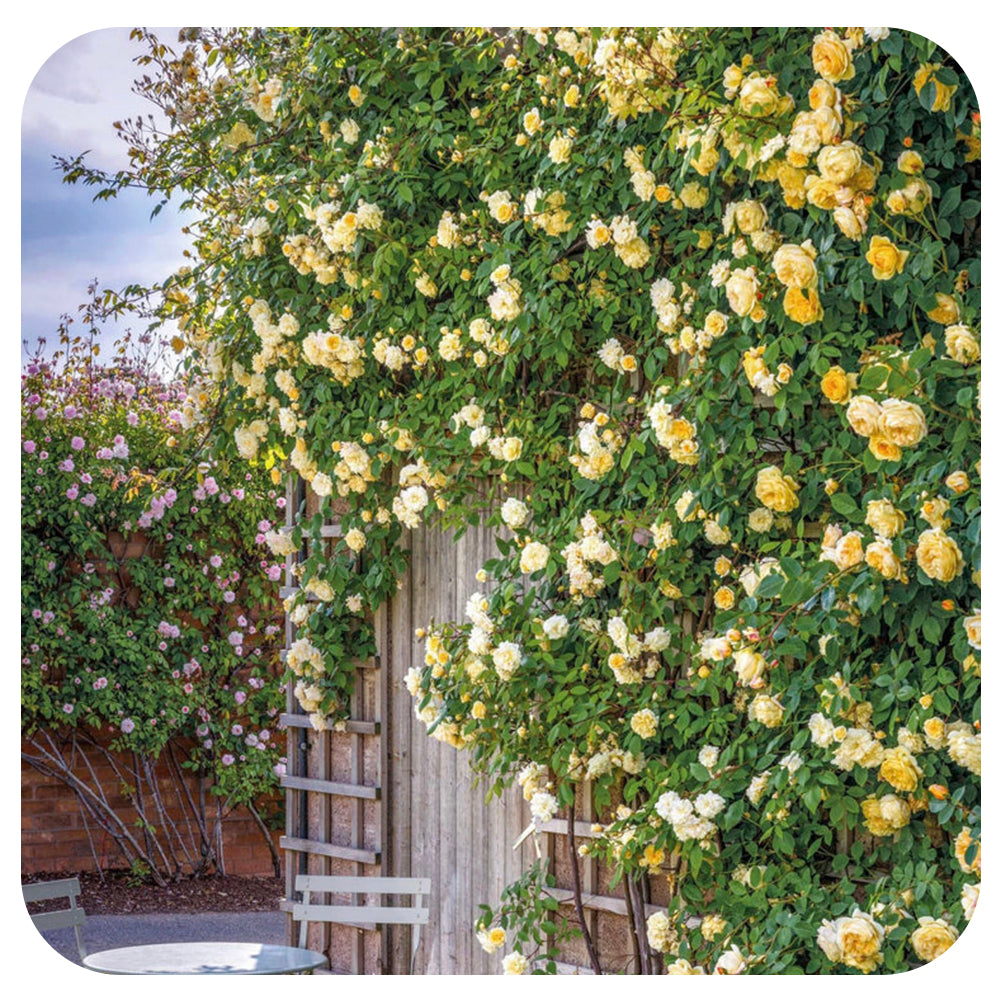 Malvern Hills Rose by David Austin (Climbing Rose)
