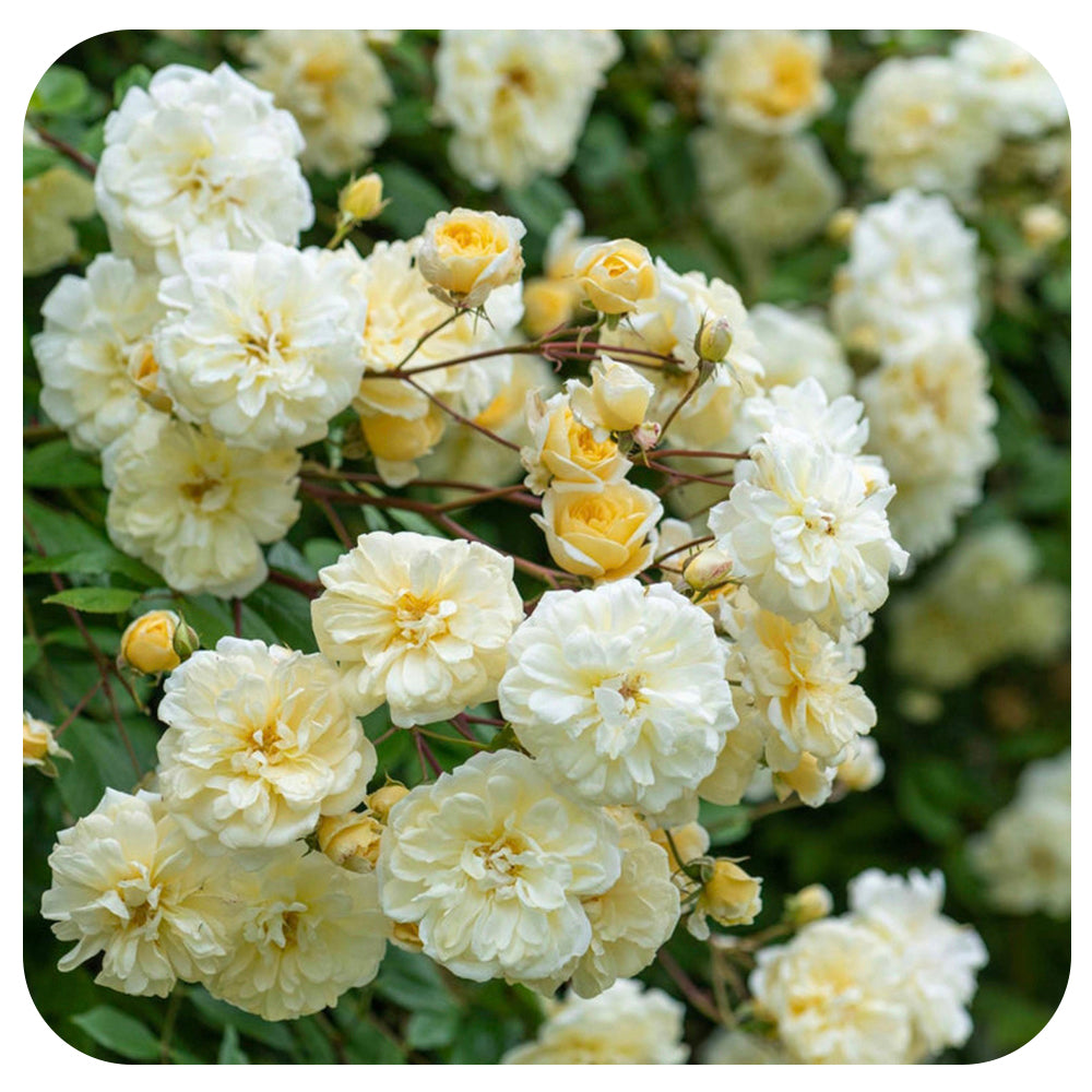 Malvern Hills Rose by David Austin (Climbing Rose)