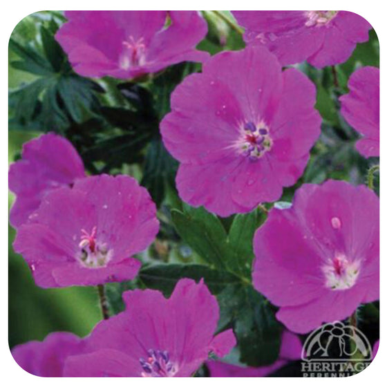 Geranium sanguineum 'Max Frei' (Cranesbill)