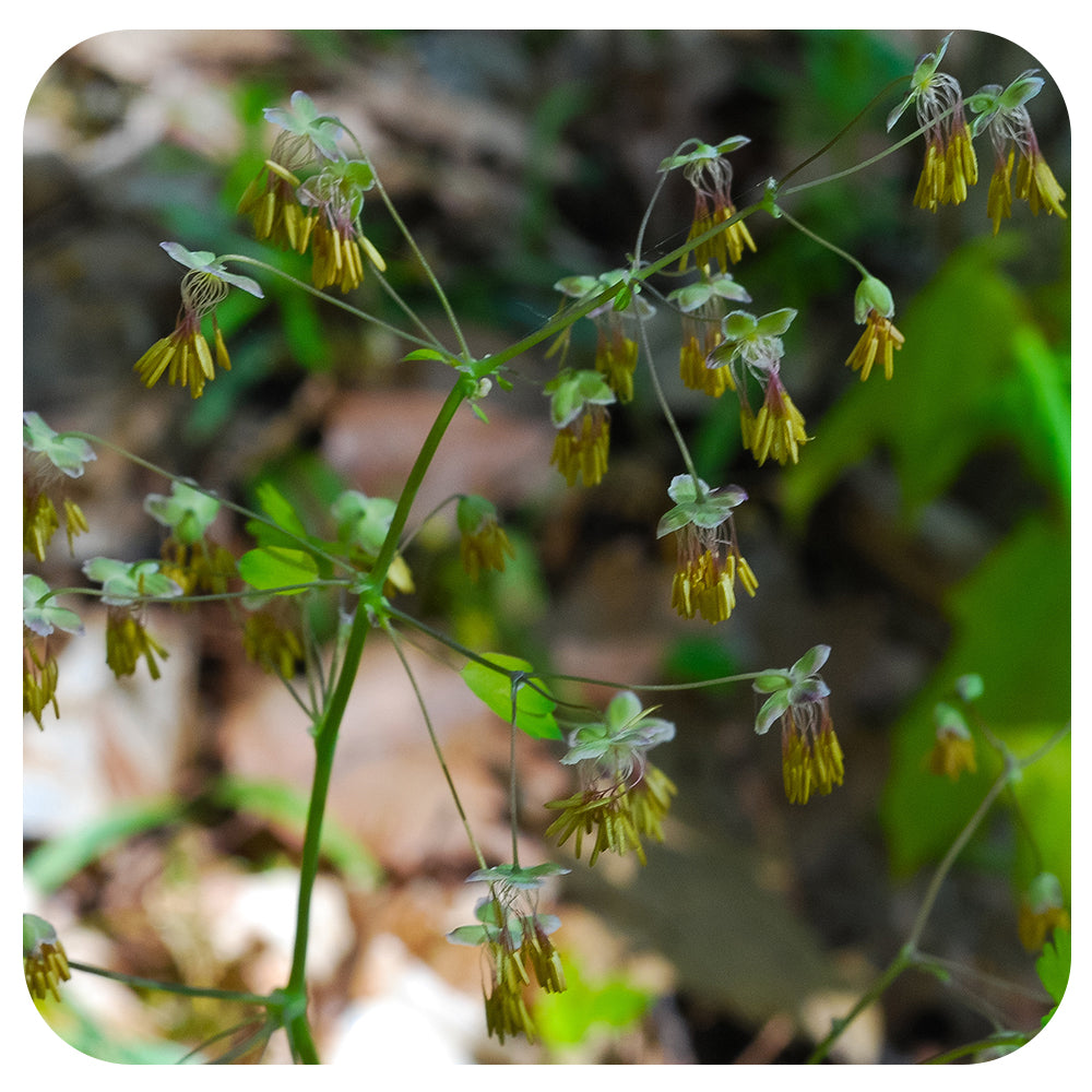 Early Meadow Rue / Thalictrum dioicum (NATIVE PERENNIAL) - Davenport ...