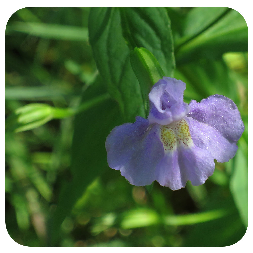 Mimulus ringens (monkeyflower) NATIVE PERENNIAL