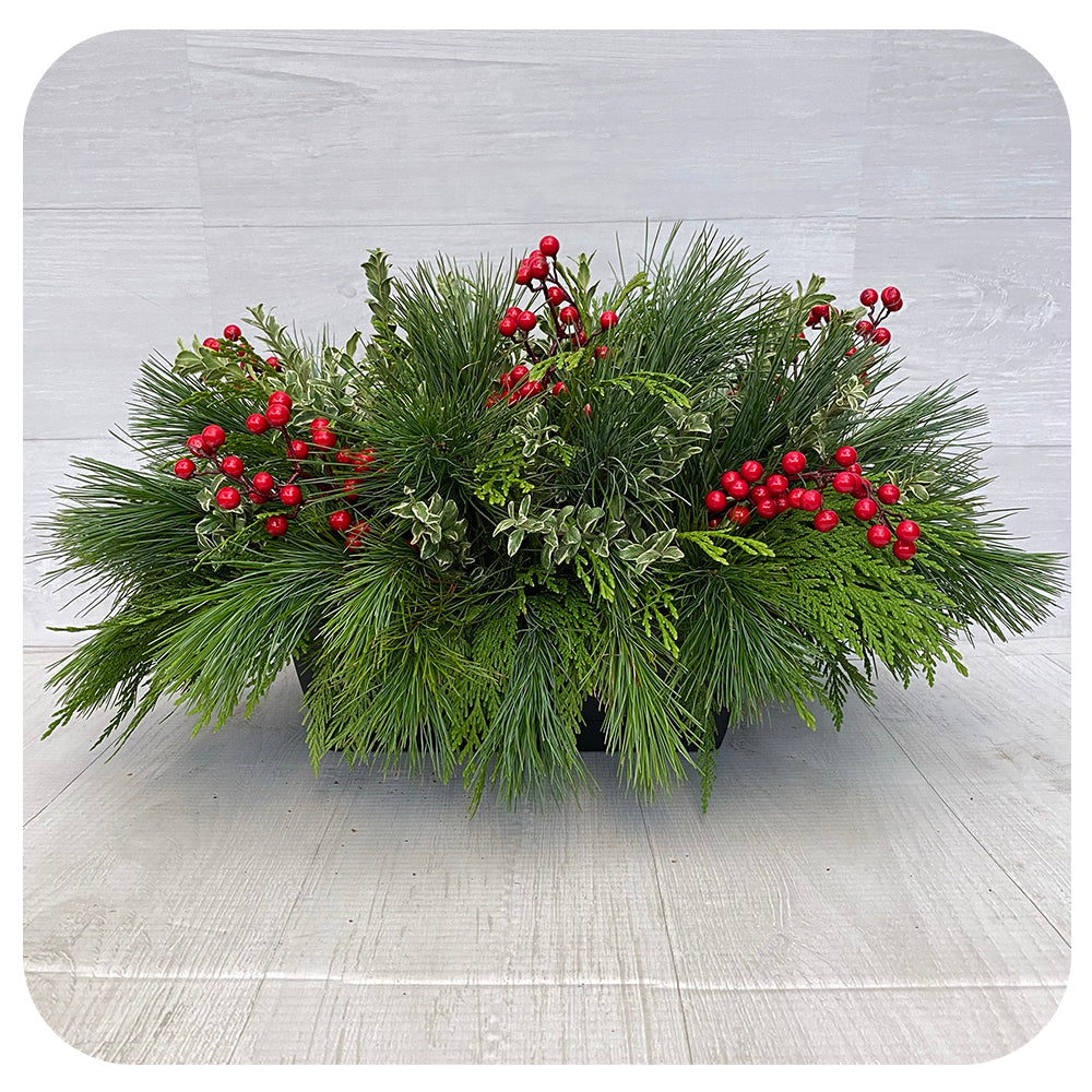 Mini Window Box - Oregonia and Berries