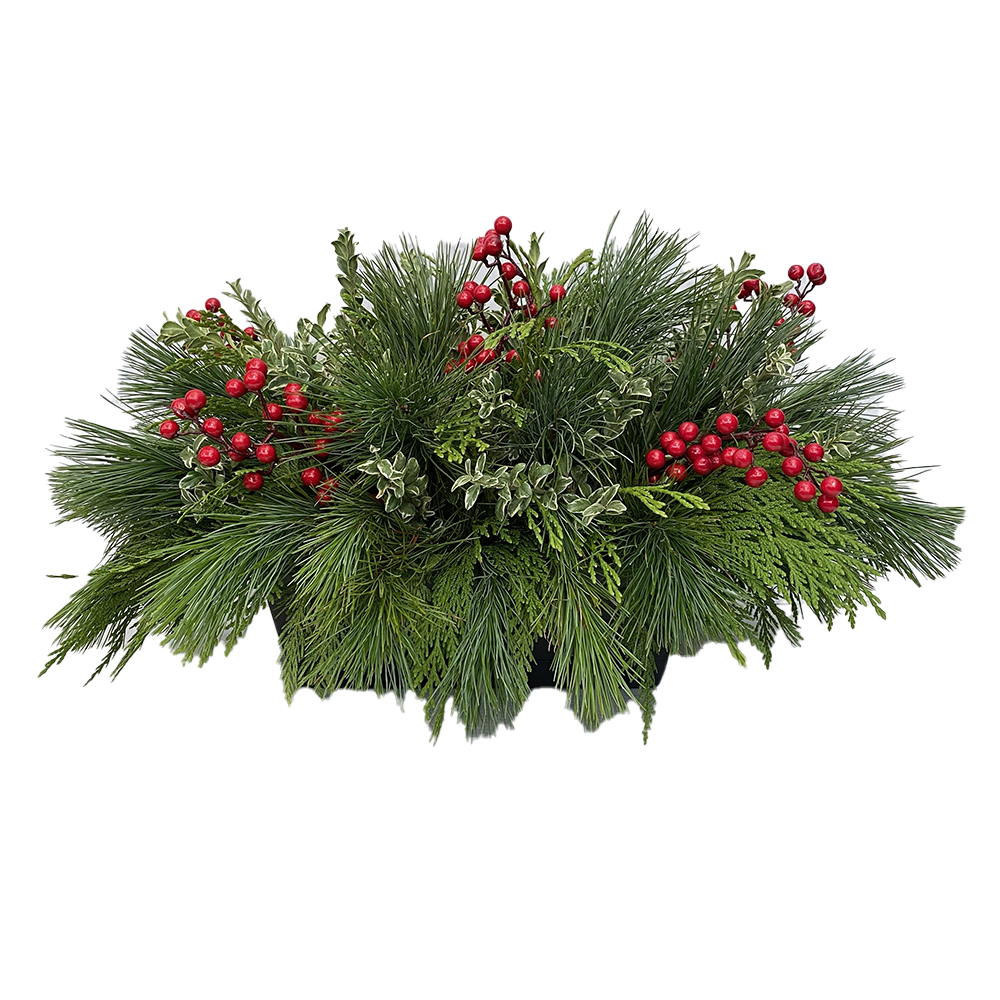 Mini/ Small Window Box - Oregonia and Berries