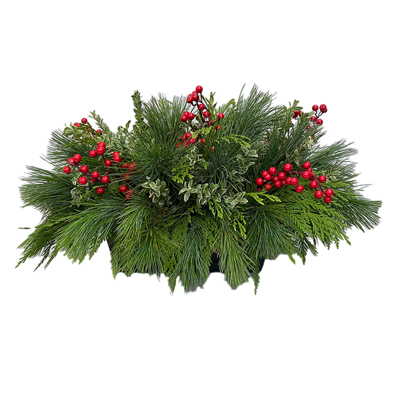 Mini/ Small Window Box - Oregonia and Berries