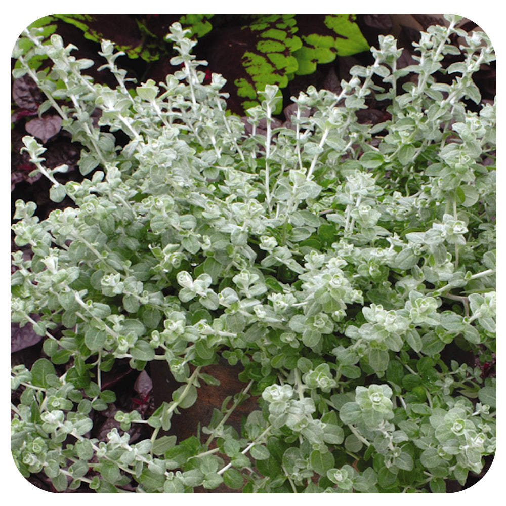 hanging licorice plant Licorice (Helichrysum)