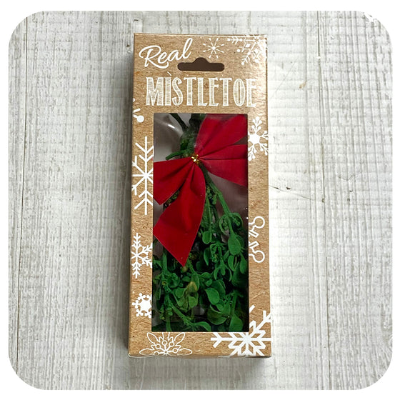 Mistletoe
