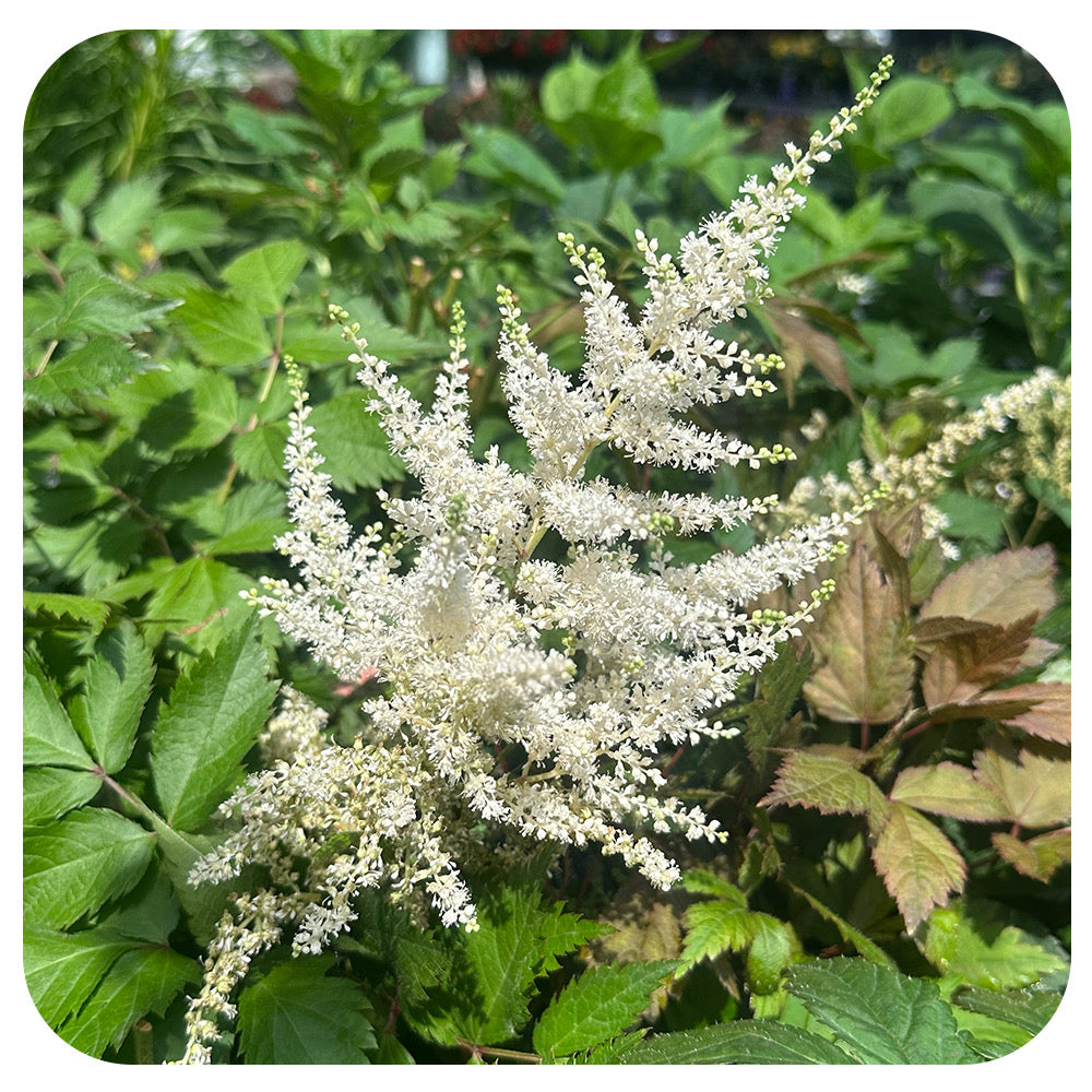 Astilbe 'Mojito'