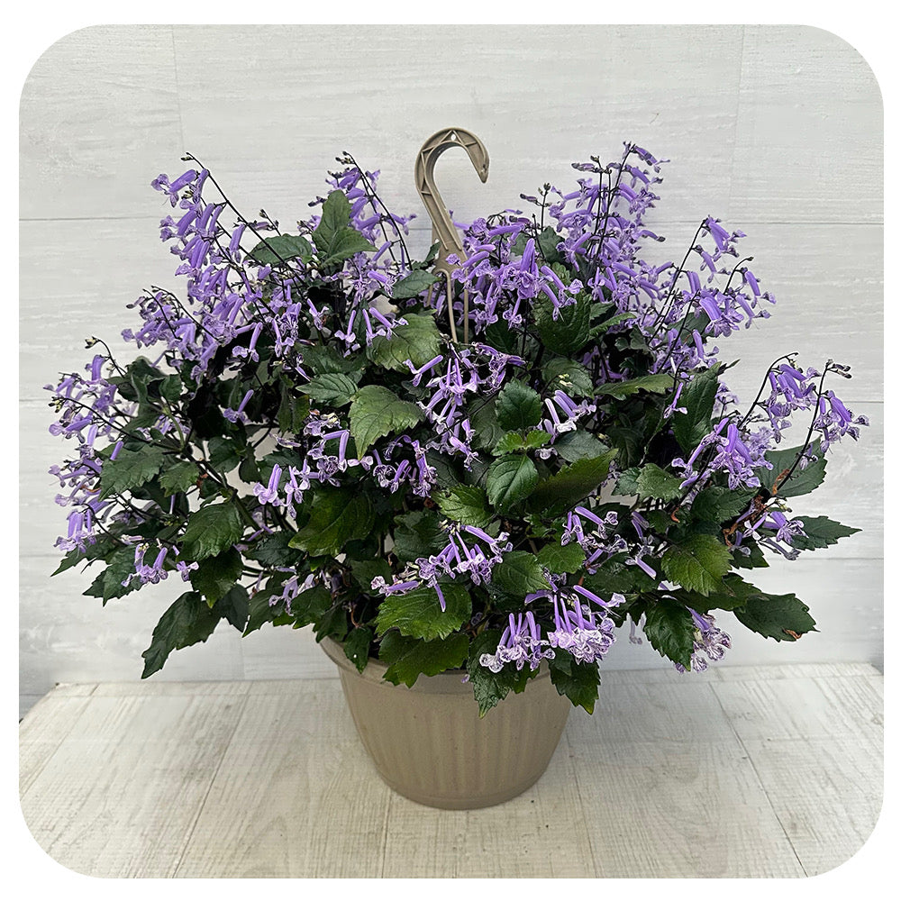 Mona Lavender Hanging Basket
