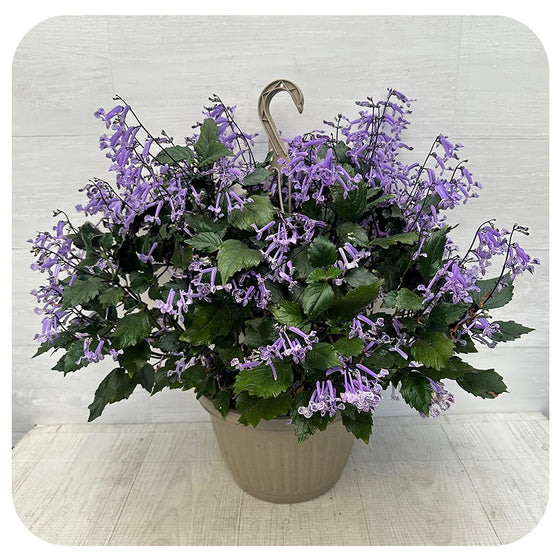 Mona Lavender Hanging Basket