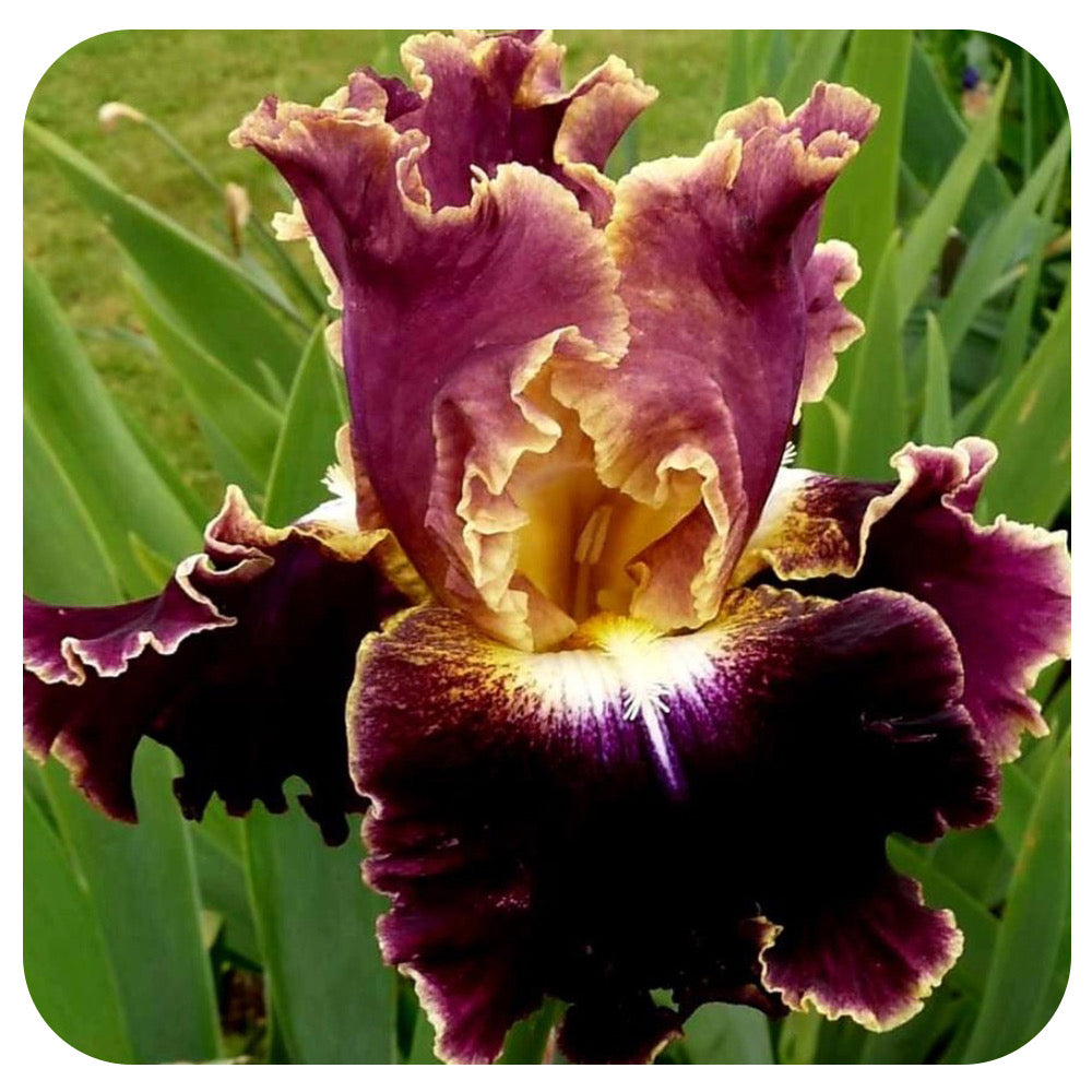 Iris ‘Montmartre’ Tall Bearded Iris