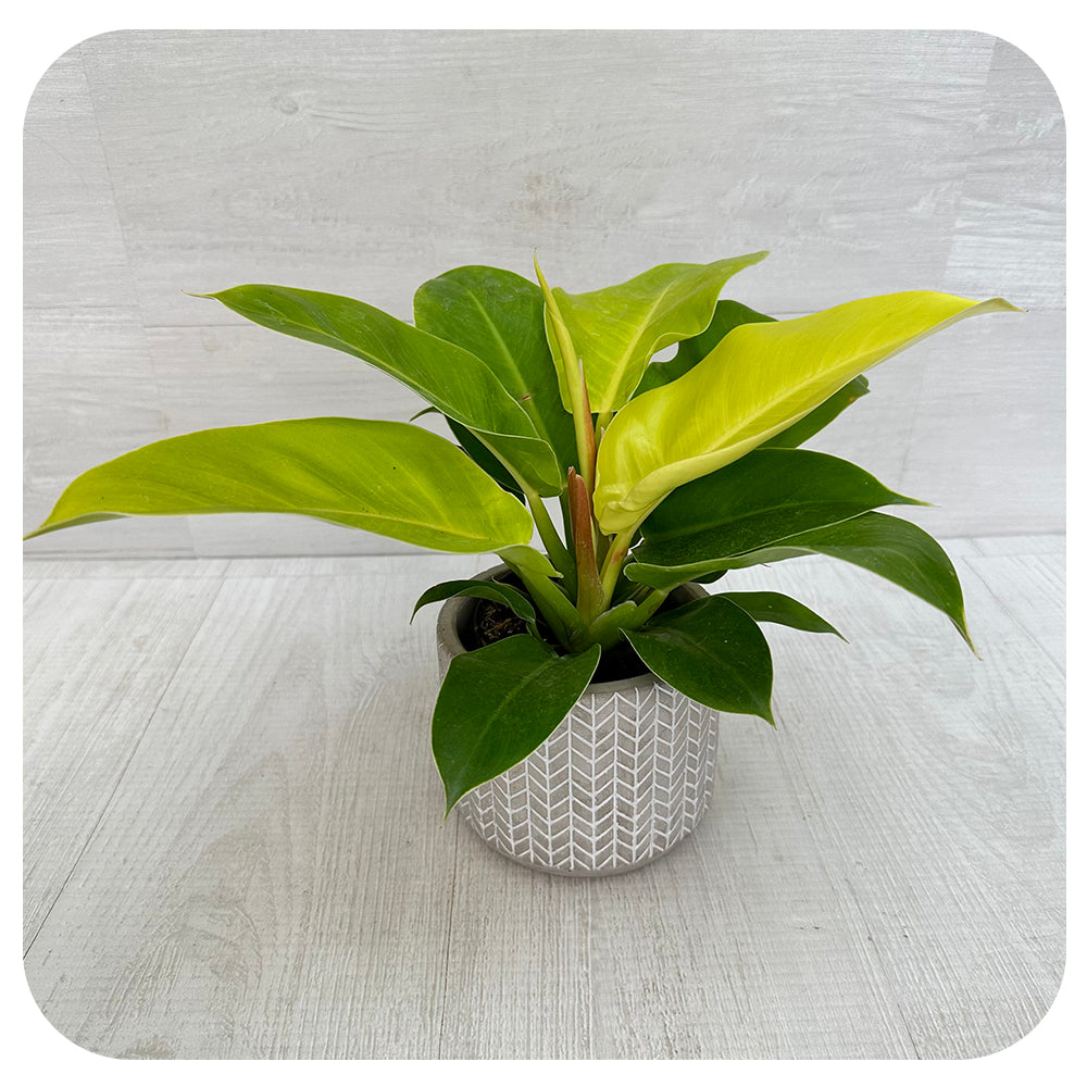 Philodendron 'Moonlight'