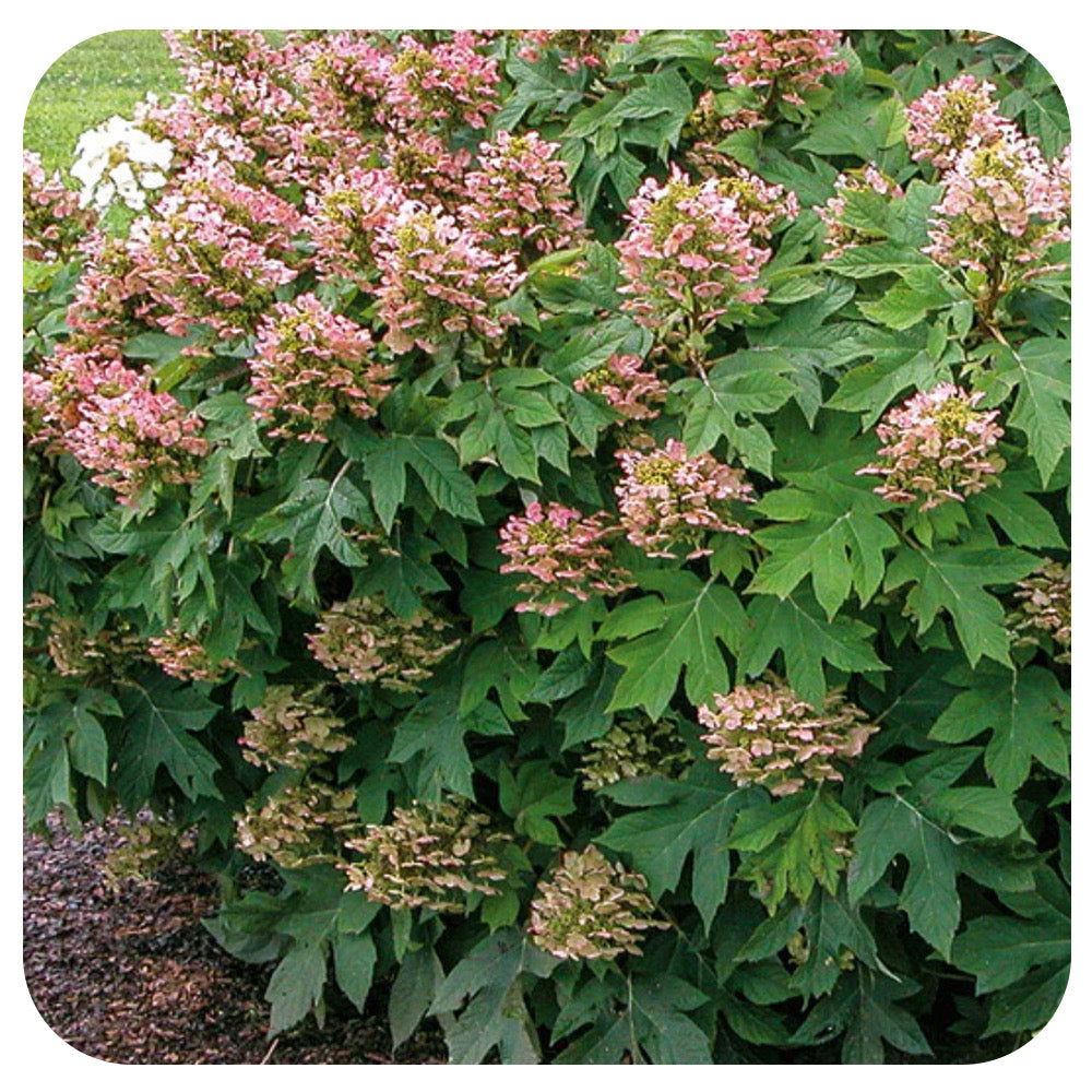 Oakleaf Hydrangea (quercifolia) 'Munchkin'