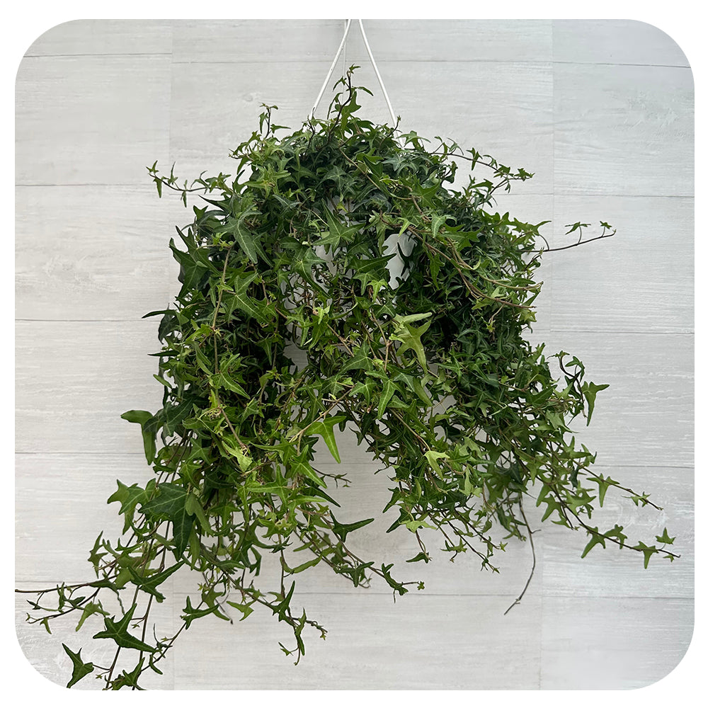 Ivy Needlepoint (Hedera Helix)