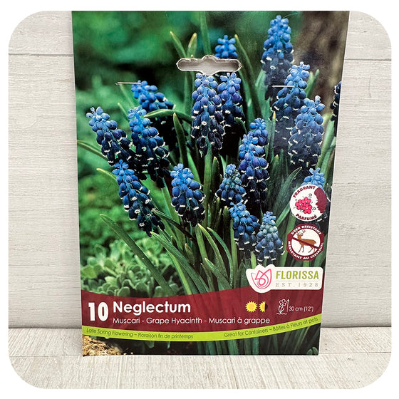 Muscari Neglectum (Grape Hyacinth)