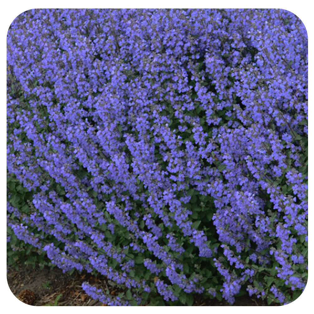 Dwarf Catmint faassenii 'Purrsian Blue' (Nepeta)
