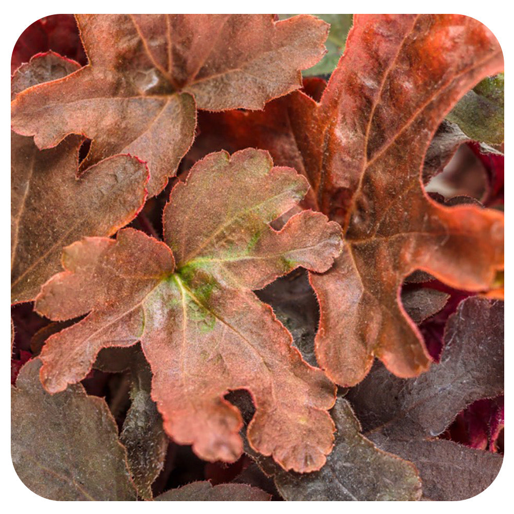 Heucherella ‘Fun and Games Red Rover' by Proven Winners (Foamy Bells)