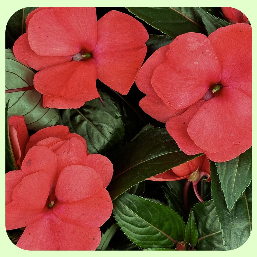 New Guinea Impatiens