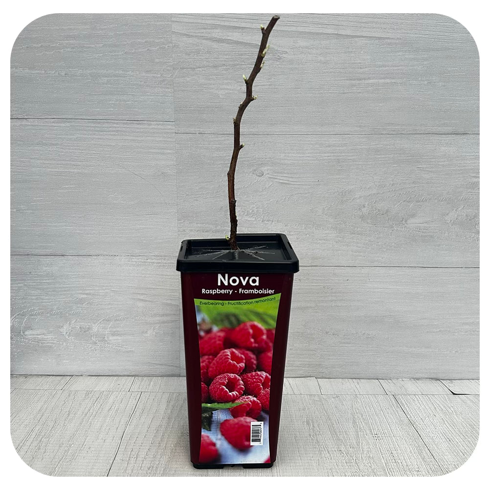Raspberry 'Nova'