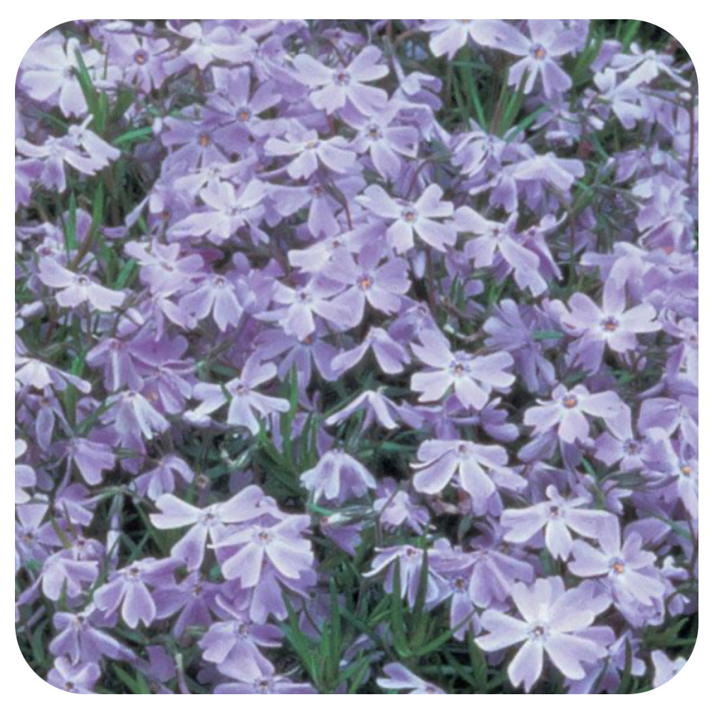 Phlox subulata "Oakington Blue Eyes" (Moss Phlox)