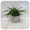 Spider Plant 'Ocean' - Variegated  (Chlorophytum Comosum)