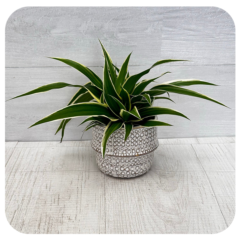 chlorophytum comosum ocean Spider Plant 'Ocean' - Variegated (Chlorophytum Comosum)