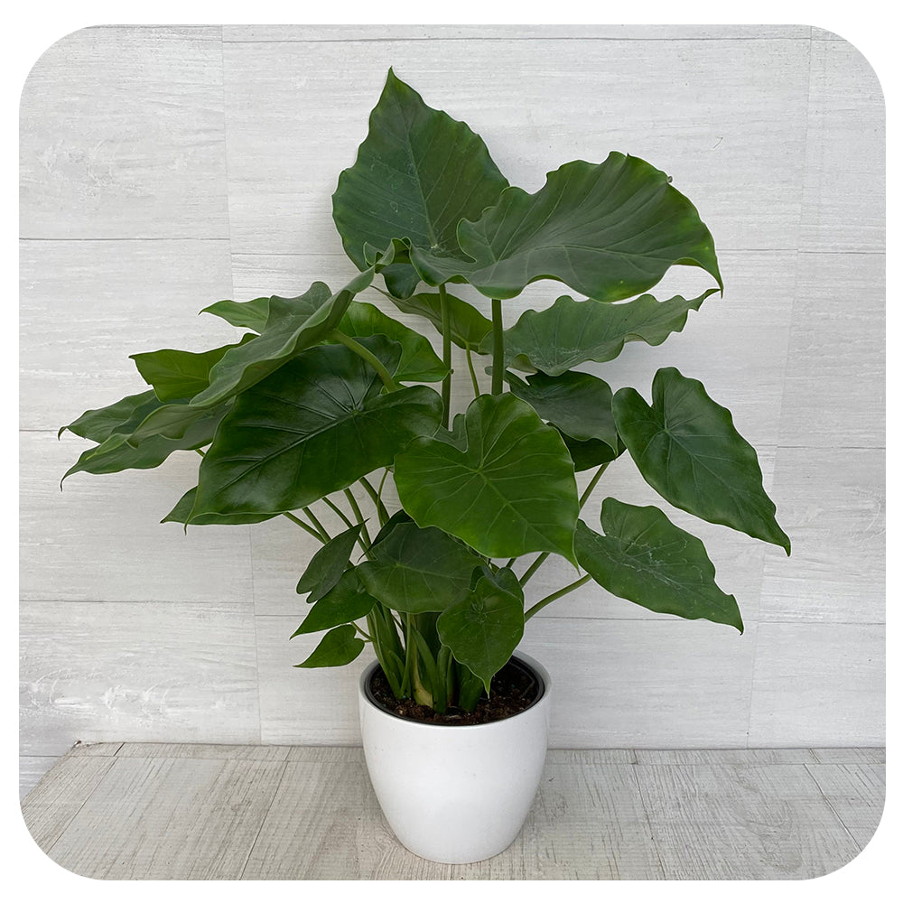 Alocasia 'Odora'