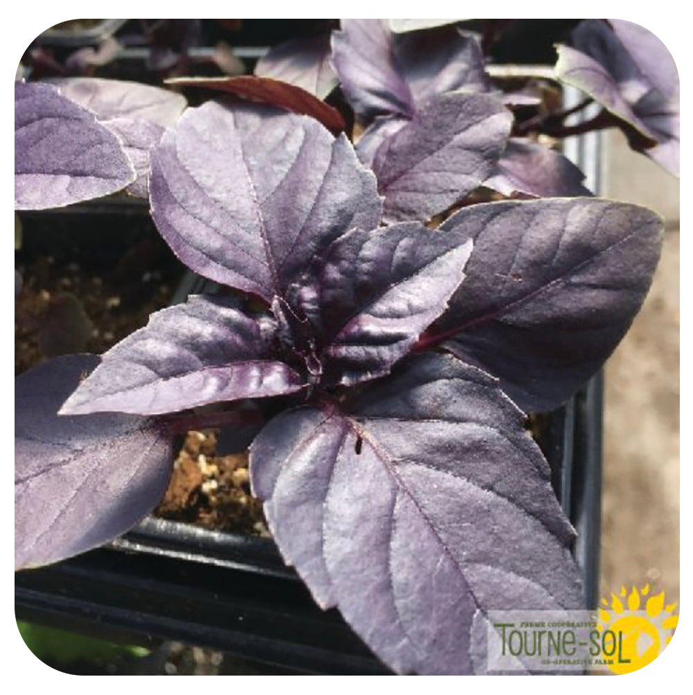 Purple Basil (Organic)