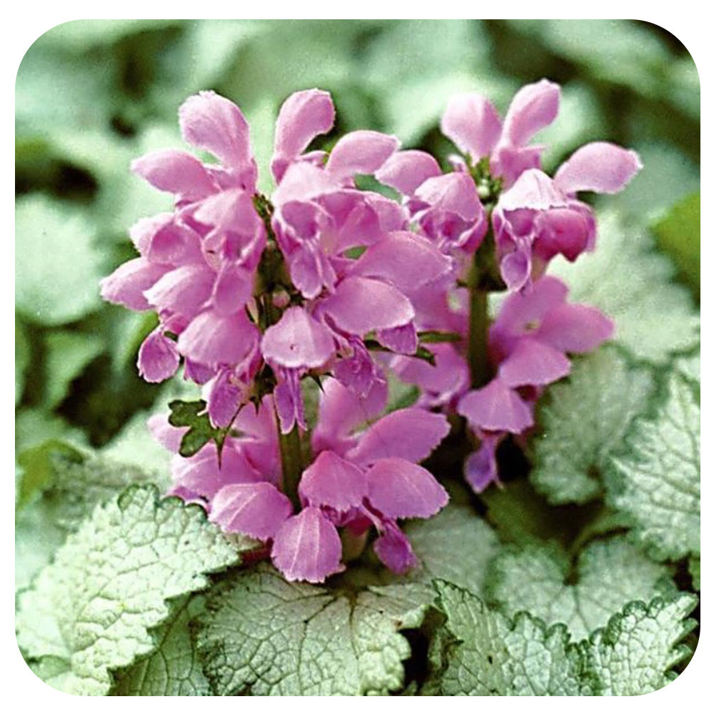 Lamium m. 'Orchid Frost'