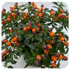 Ornamental Peppers