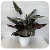 Calathea ‘Ornata'