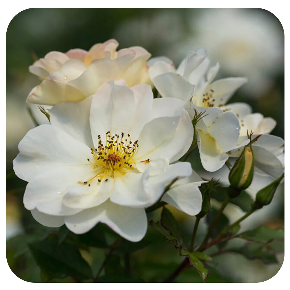 Oscar Peterson Rose (Rosa Easy Elegance)