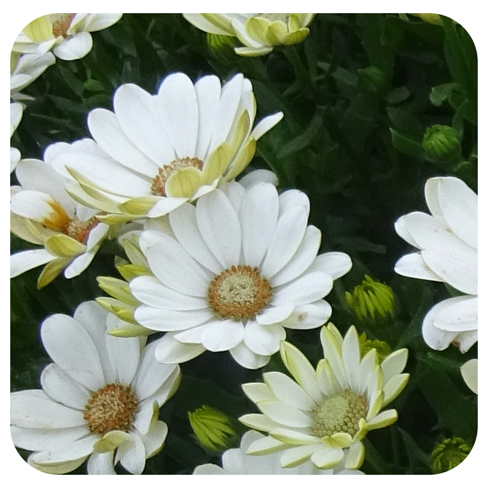African Daisy (Osteospermum)