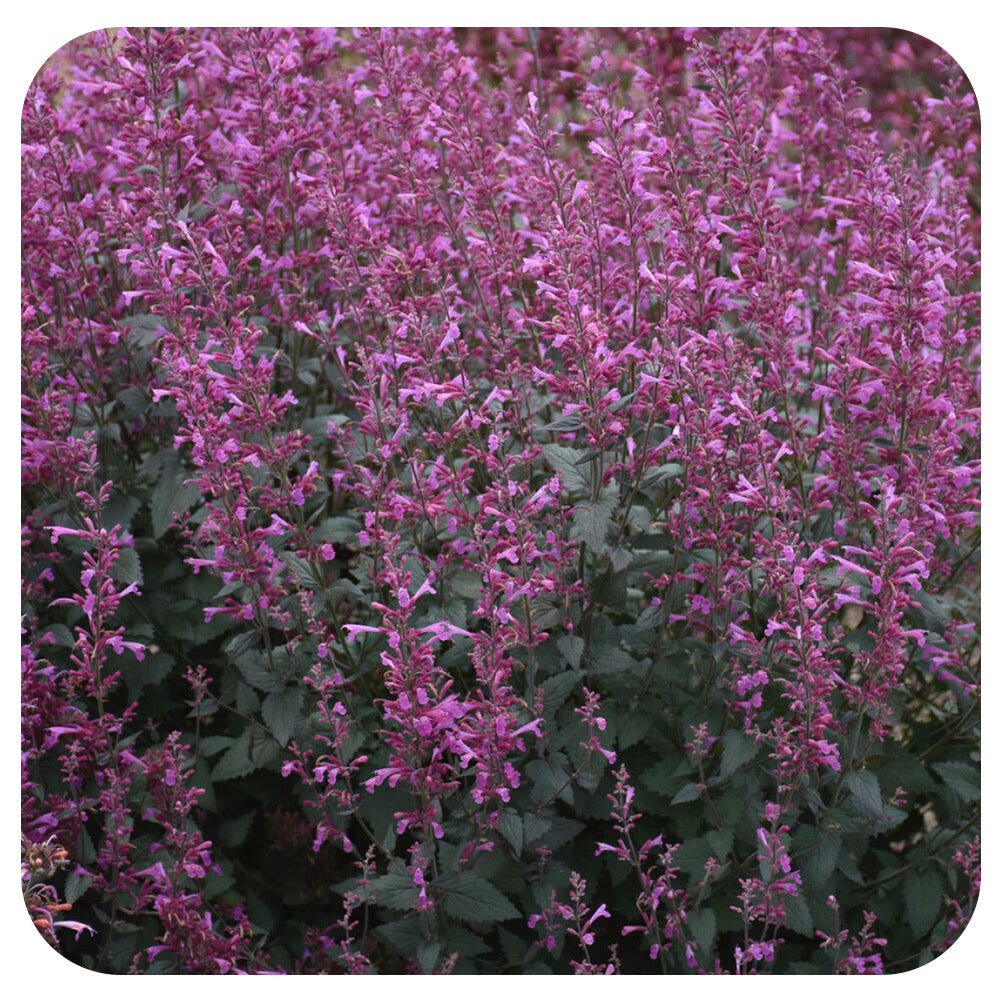 Penstemon Dakota Burgundy