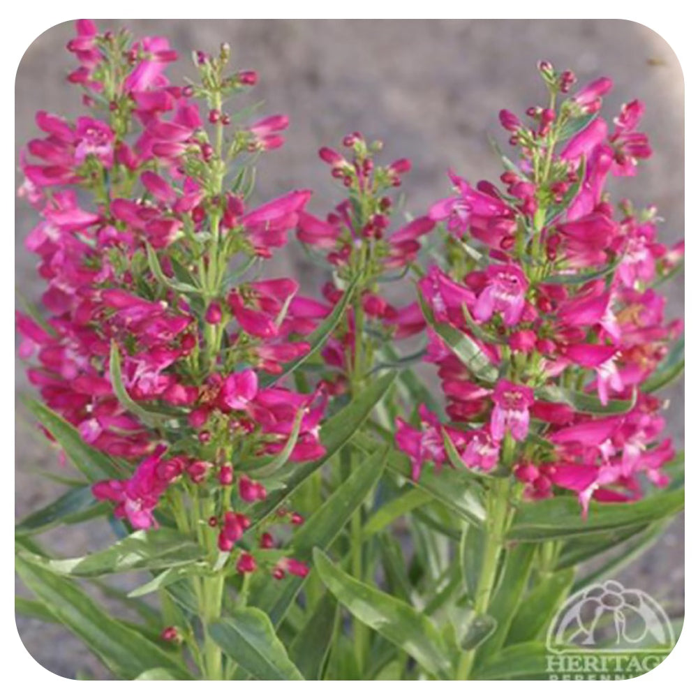Penstemon Rock Candy Ruby