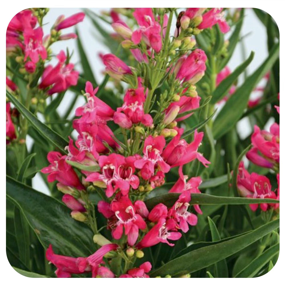 Penstemon Rock Candy Ruby