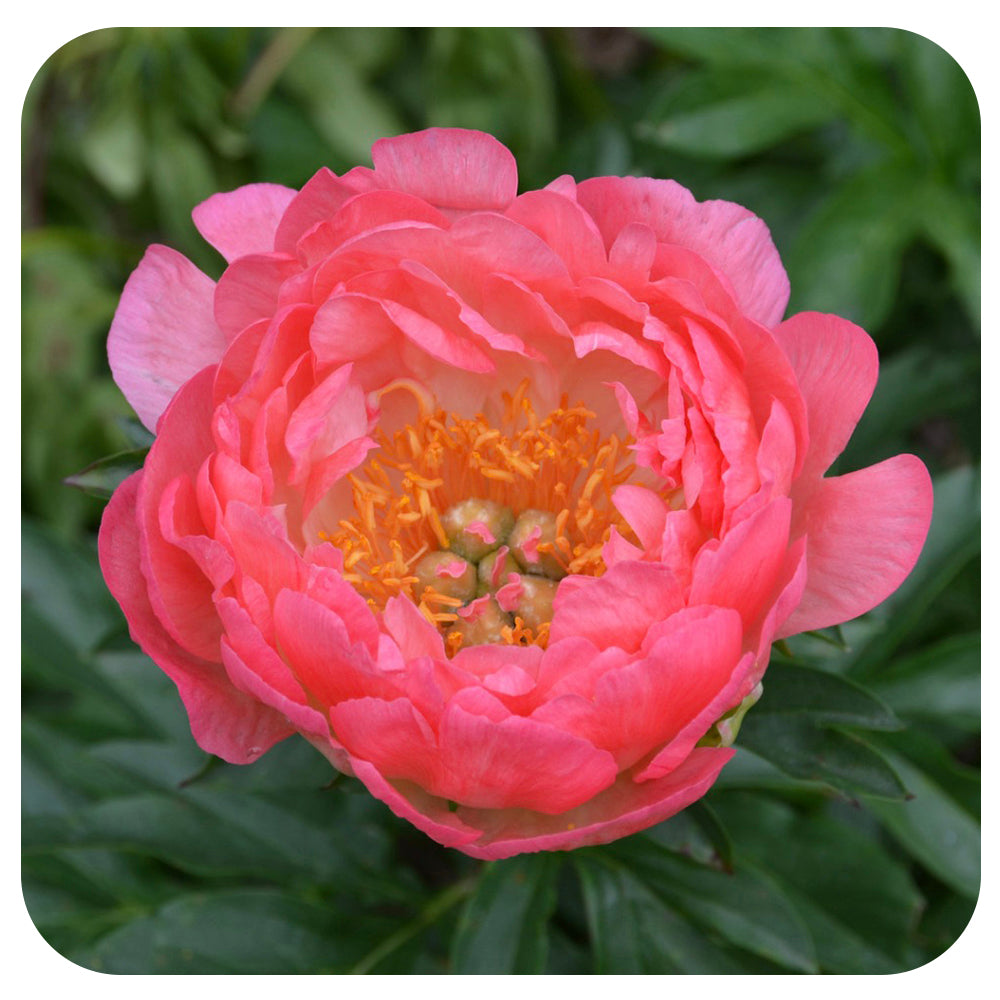 Peony ‘Coral Sunset'