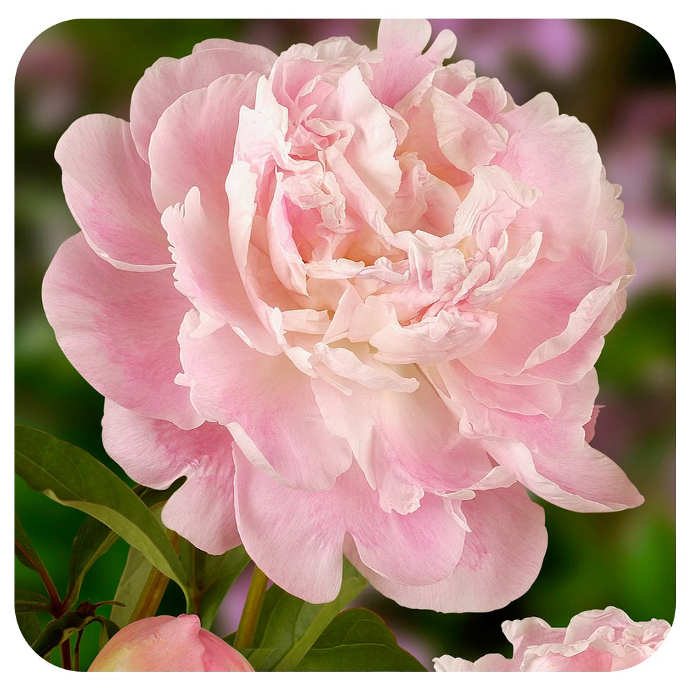 Peony ‘Catharina Fontijn'