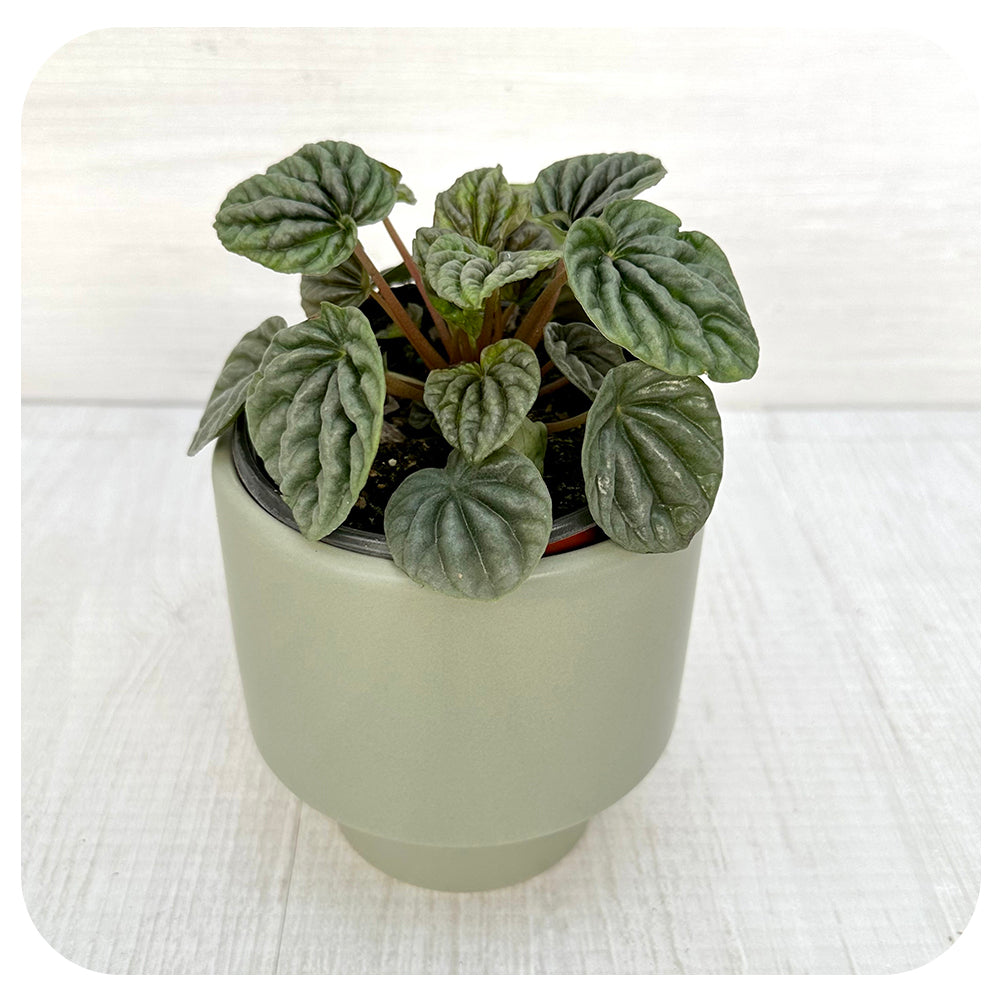 Peperomia 'Luna'. Grey