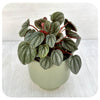 Peperomia 'Sunrise'