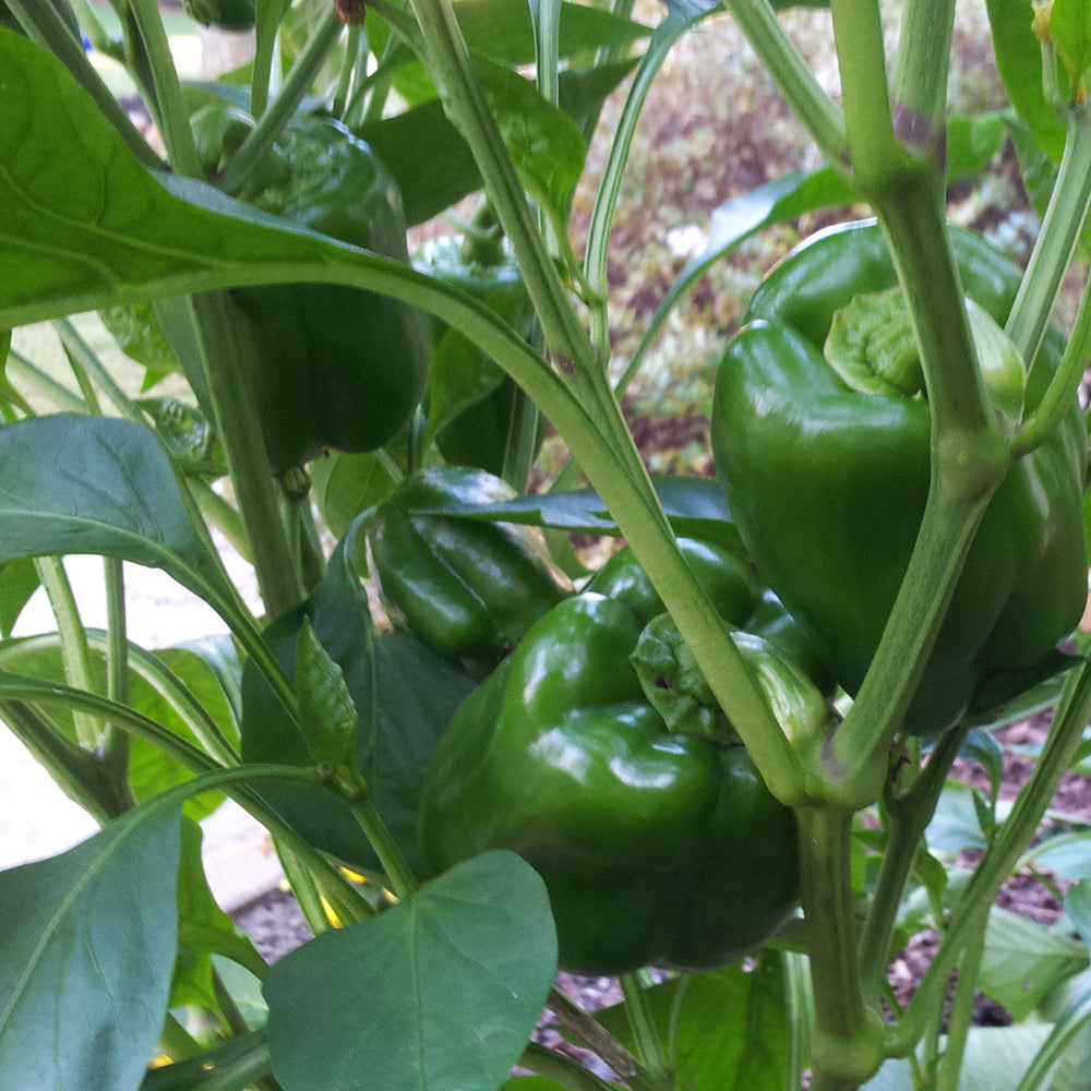 Sweet Bell Pepper 'California Wonder'