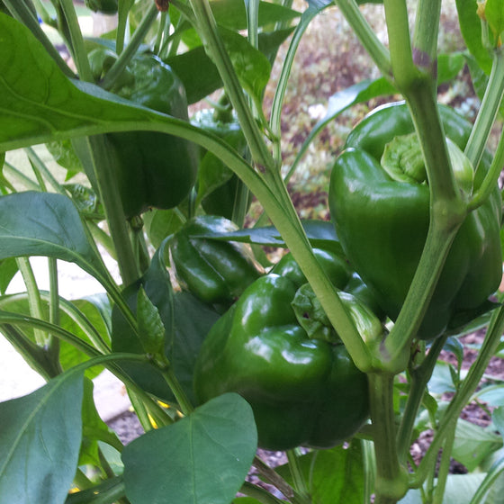 Bell Pepper 'California Wonder'