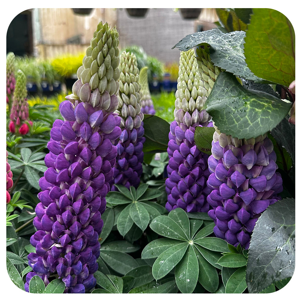 Lupin ‘Persian Slipper’