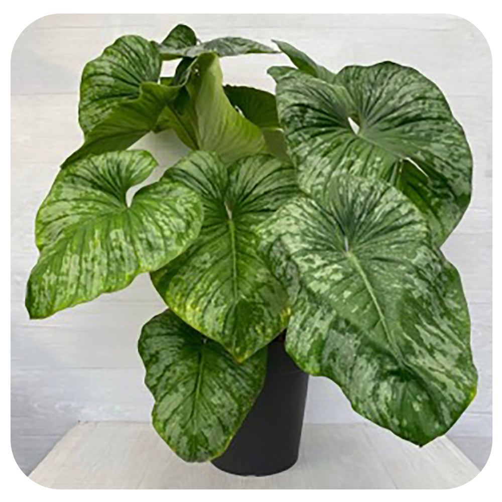 philodendron mamei andre Philodendron Mamei Silver