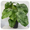 Philodendron Mamei Silver