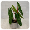 Philodendron 'Billietaie'